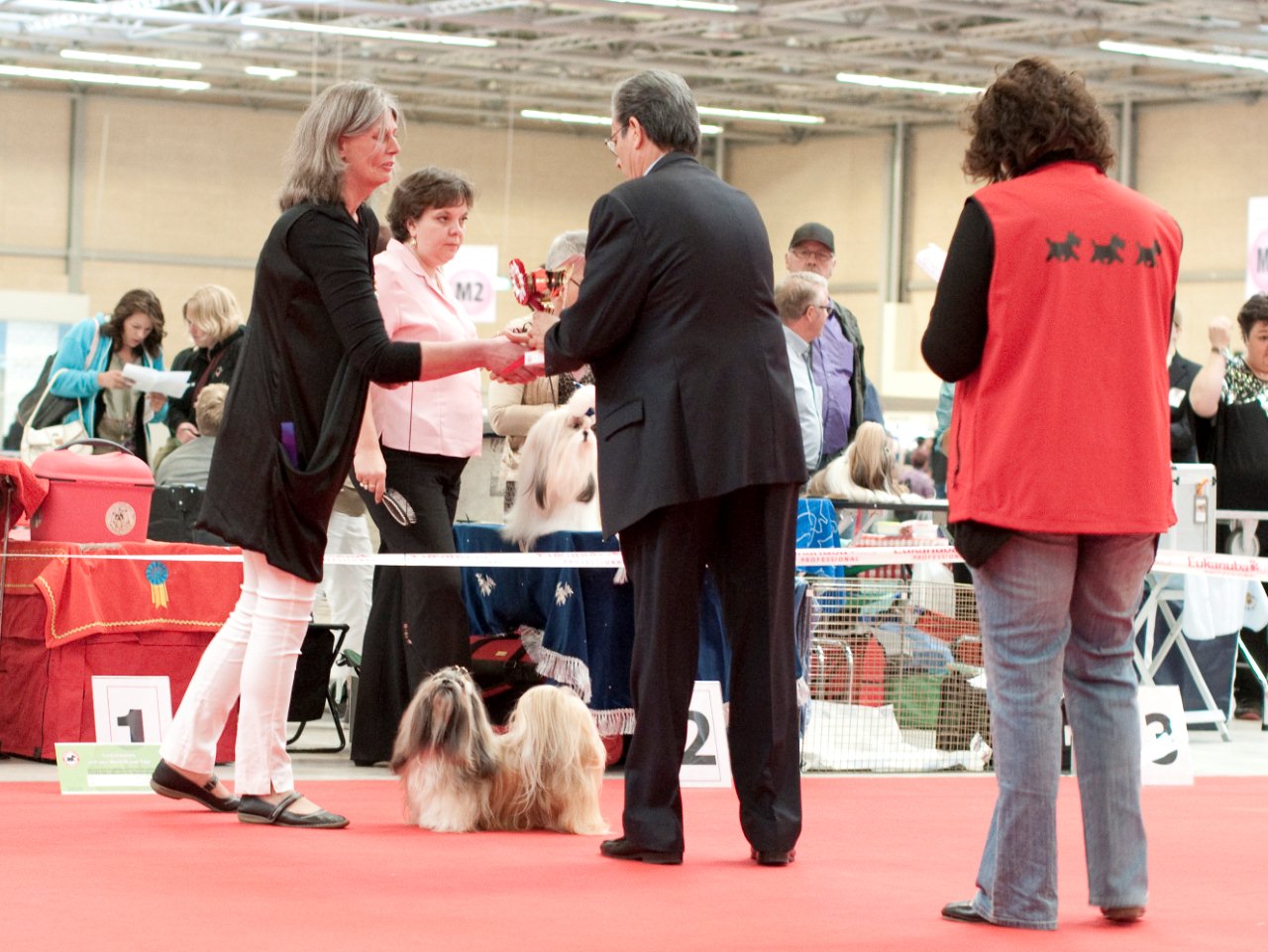 Shih Tzu Danmark WDS 2010